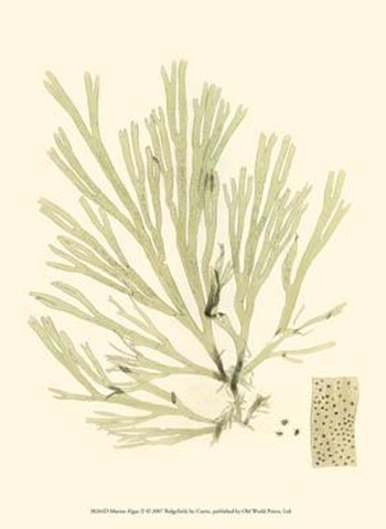 Marine Algae II art print