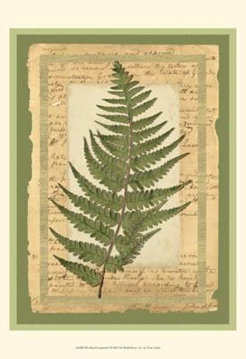 Woodland Scrapbook II by Vision Studio art print