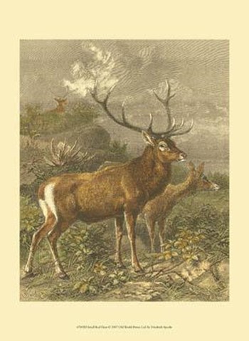 Small Red Deer by Friedrich Specht art print