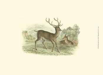 Petite Red Deer by W.h. Lizars art print
