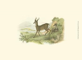Petite Row Deer by W.h. Lizars art print