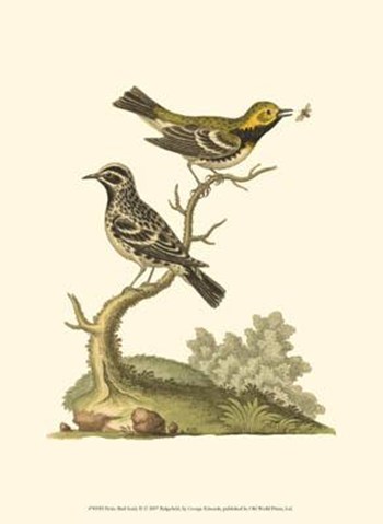 Petite Bird Study II by George Edwards art print