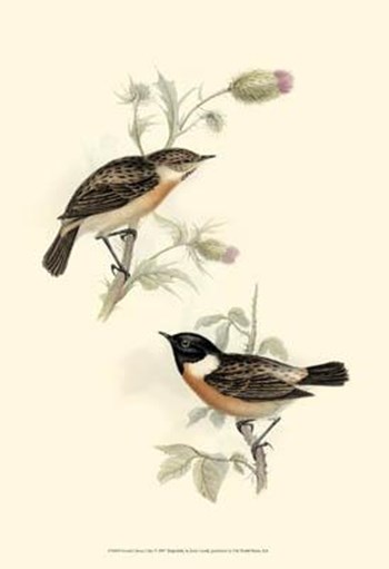 Gould&#39;s Stone-Chat by John Gould art print