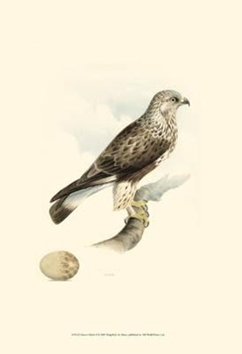 Meyer&#39;s Hawk II art print