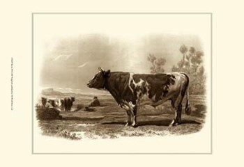 Bovine III by Emile Van marck art print