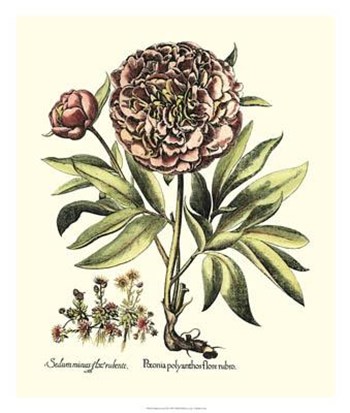 Framboise Floral III by Basilius Besler art print