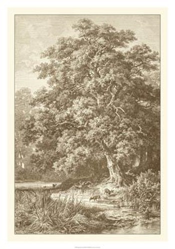 Sepia Oak Tree by Ernst Heyn art print