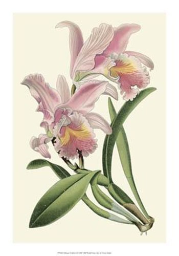 Delicate Orchid III by Vision Studio art print