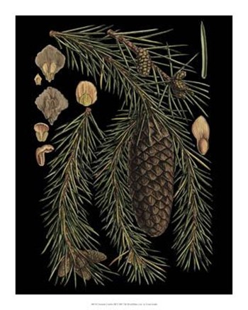 Dramatic Conifers III by Vision Studio art print