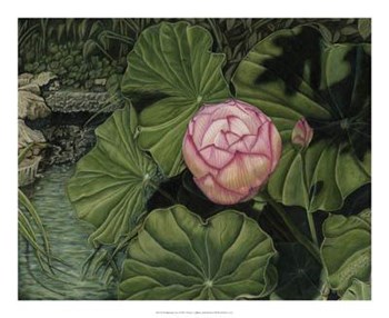 Enchanting Lotus by Gloria j. Callahan art print