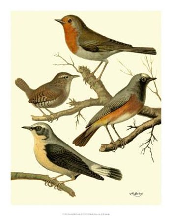 Domestic Bird Family III by W. Rutledge art print