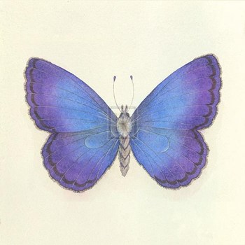 Butterfly II by Sophie Golaz art print