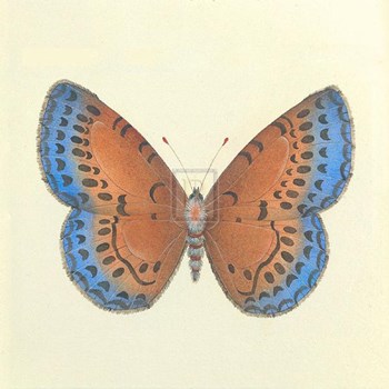 Butterfly III by Sophie Golaz art print