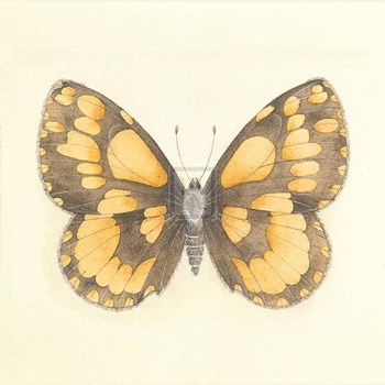 Butterfly VI by Sophie Golaz art print