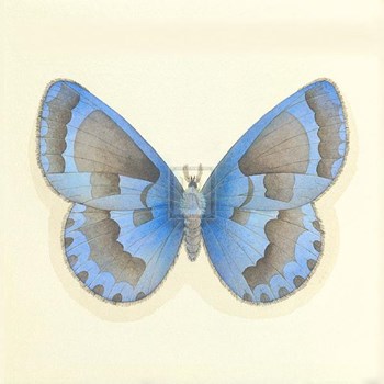 Butterfly VII by Sophie Golaz art print