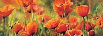 Symphonie De Coquelicots by Pierre Viollet art print