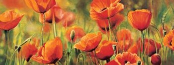 Symphonie De Coquelicots by Pierre Viollet art print