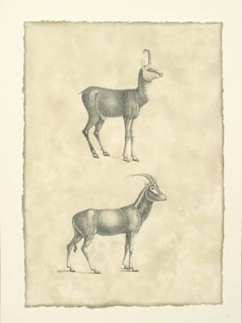 Vintage Antelope art print