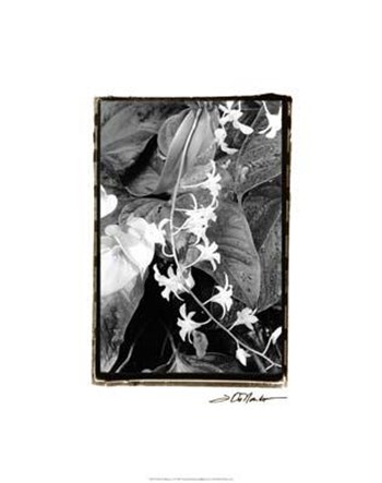 Floral Elegance I by Laura Denardo art print