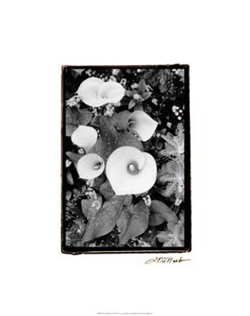 Floral Elegance II by Laura Denardo art print