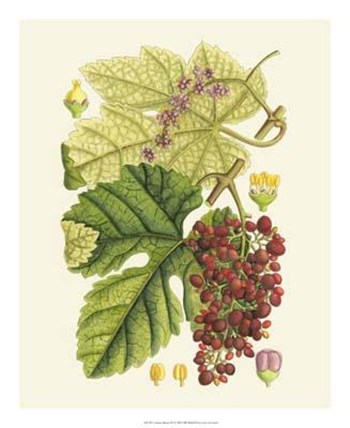 Crimson Berries III art print