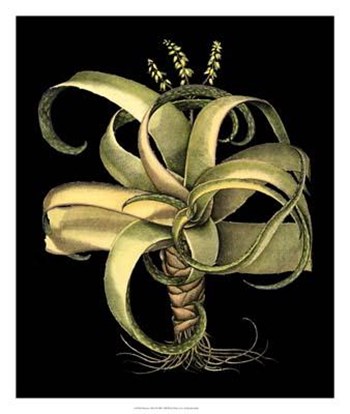 Dramatic Aloe I by Basilius Besler art print