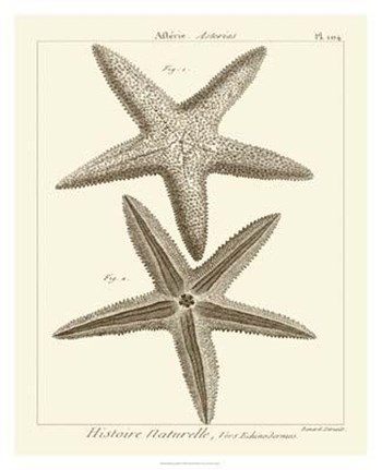 Striking Starfish I art print
