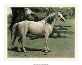 Cassell&#39;s Horse I art print