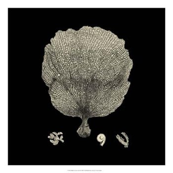 Black And Tan Coral II art print
