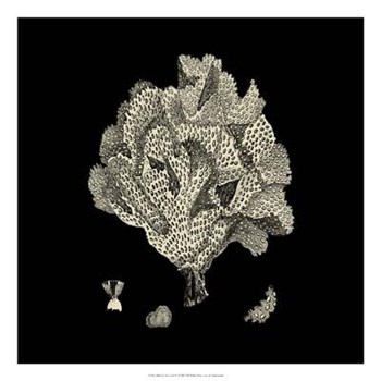 Black And Tan Coral IV art print