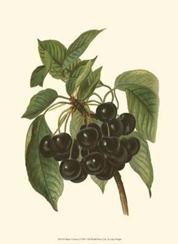 Black Cherries by John michael Wright art print