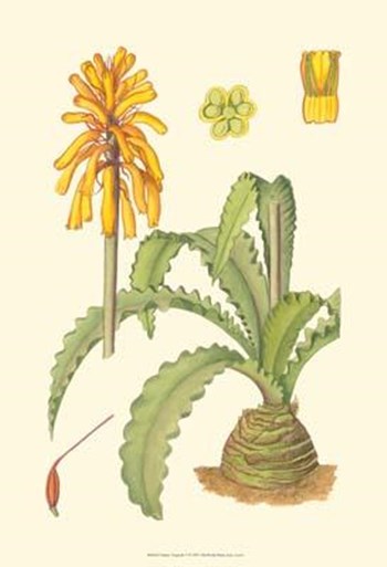 Vibrant Tropicals V art print