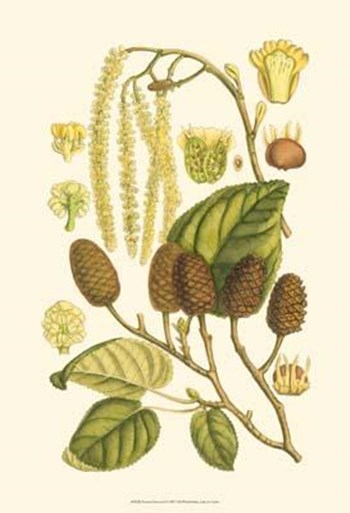 Natural Harvest I art print