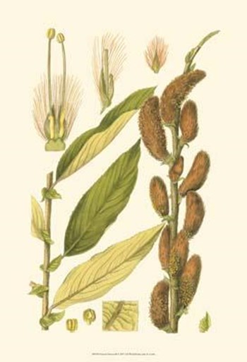 Natural Harvest II art print