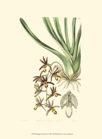 Elegant Orchid II art print