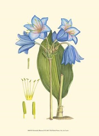 Periwinkle Blooms II art print