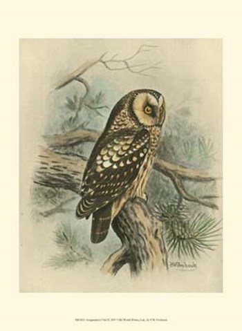 Tengmalm&#39;s Owl by F.W. Frohawk art print