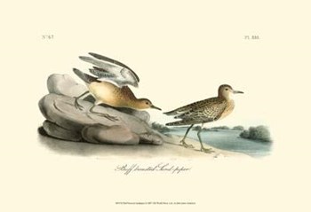 Buff Breasted Sandpiper by John James Audubon art print