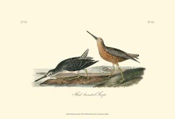 Red-Breasted Snipe by John James Audubon art print