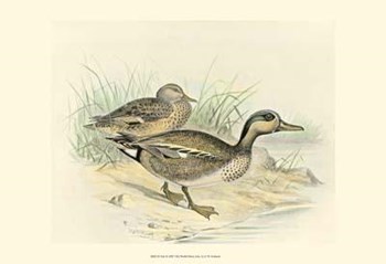 Teal by F.W. Frohawk art print
