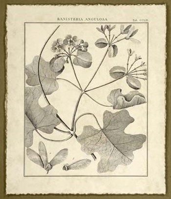 Vintage Botanical Study II by Charles Francois Sellier art print