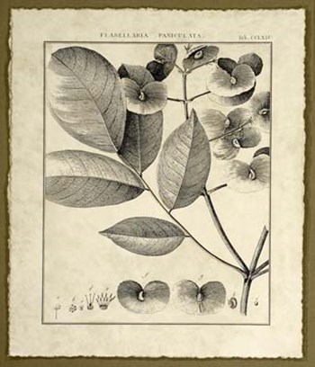 Vintage Botanical Study V by Charles Francois Sellier art print