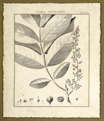 Vintage Botanical Study VI by Charles Francois Sellier art print