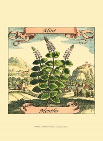 Mint by Johan Theodore De Bry art print