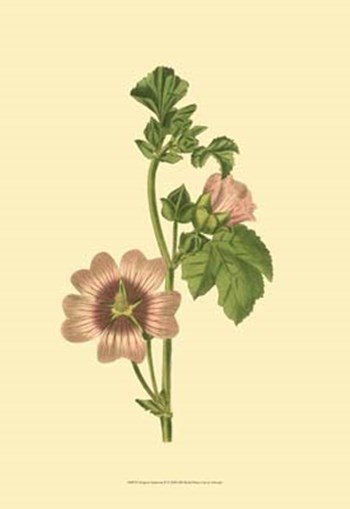 Tropical Ambrosia II by George Edwards art print