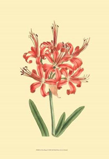 Le Fleur Rouge I by George Edwards art print