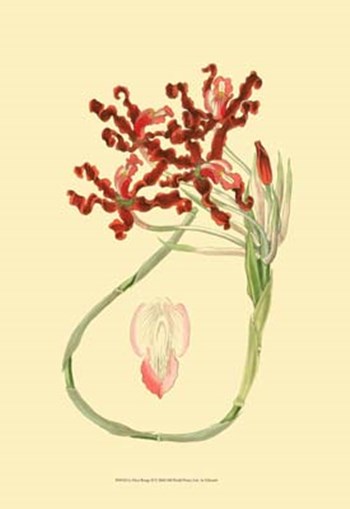 Le Fleur Rouge II by George Edwards art print
