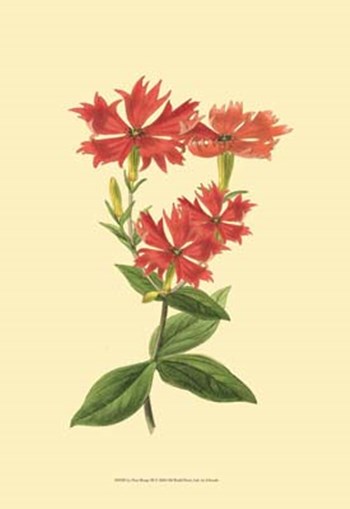 Le Fleur Rouge III by George Edwards art print