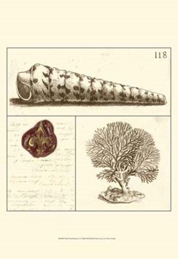 Shell Classification I by Vision Studio art print