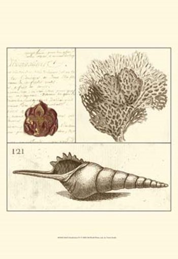 Shell Classification IV by Vision Studio art print
